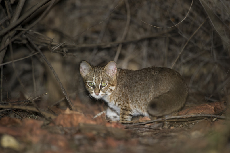 Rusty spotted cat.