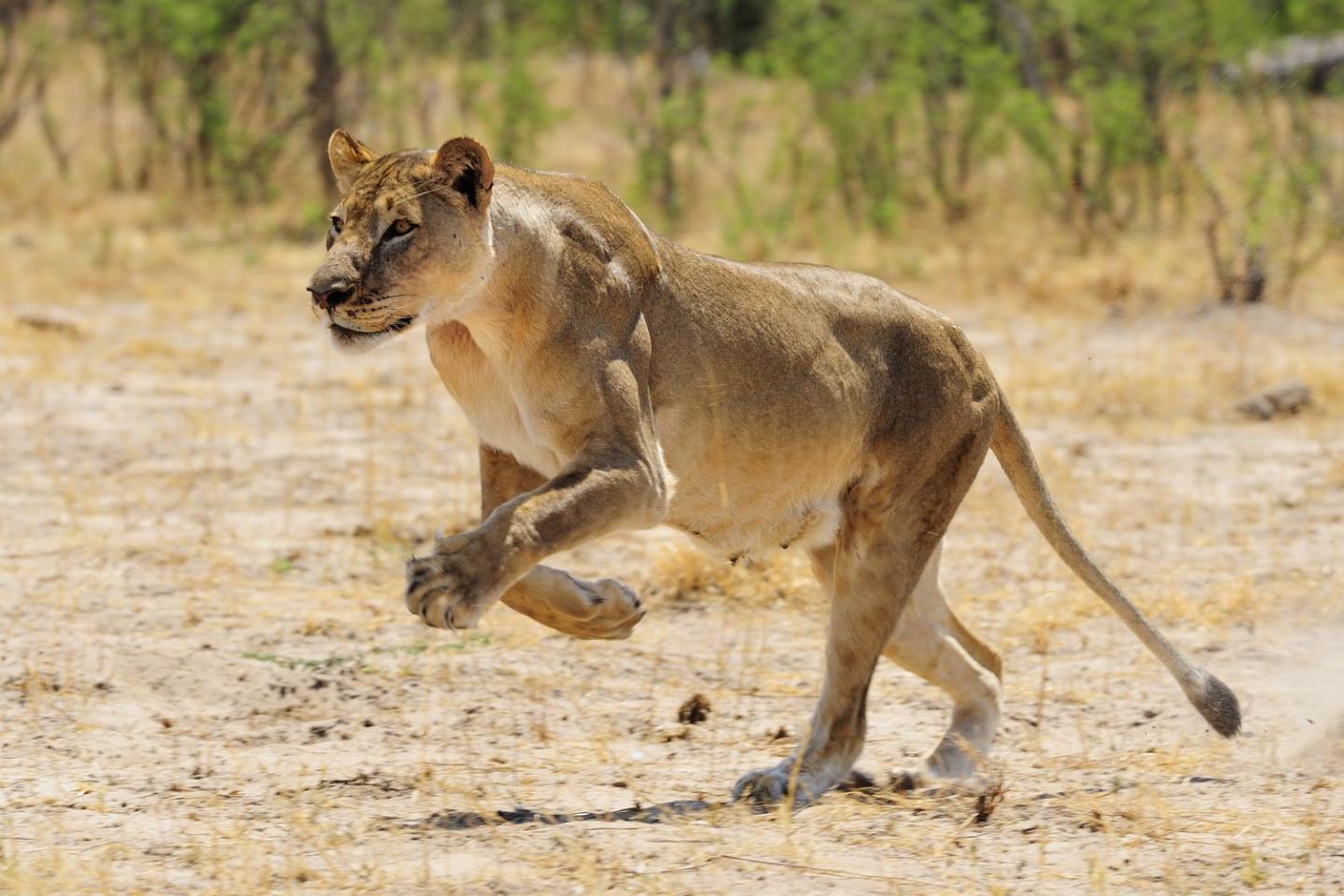 A lioness in Hwange National Park, Zimbabwe