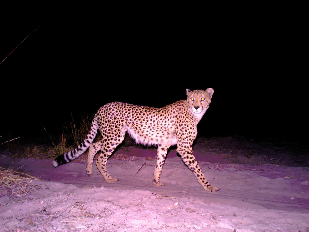 Cheetah in Angola