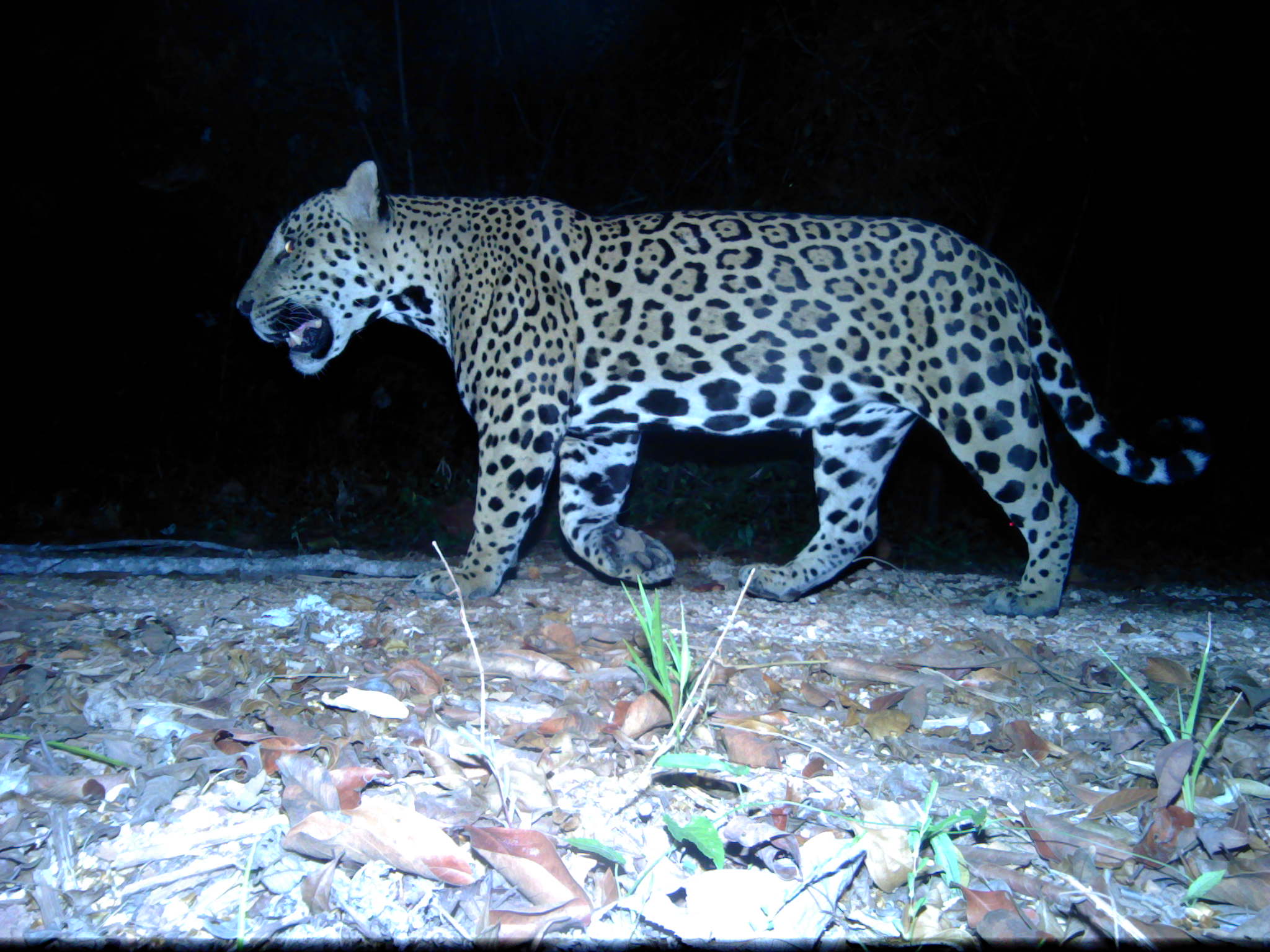 Camera trap jaguar