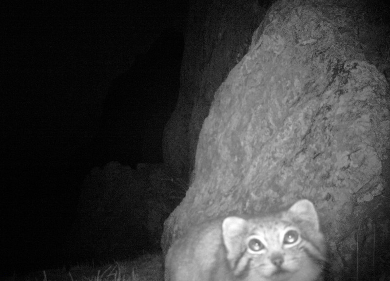 Pallas's cat