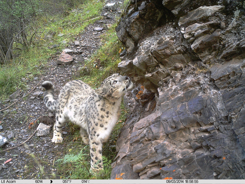 Snow leopard