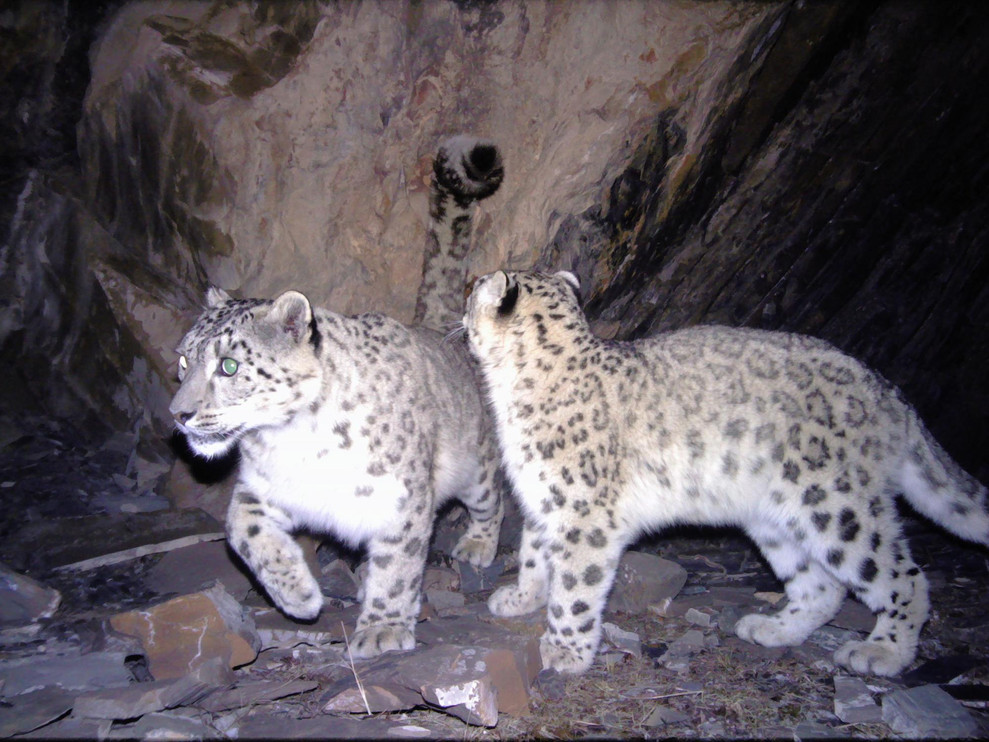 Snow leopard pair