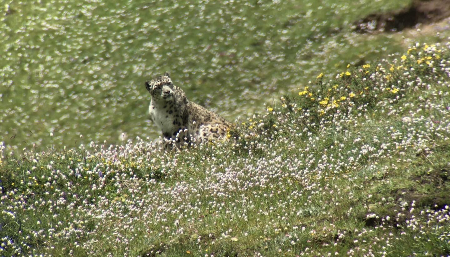 Snow leopard in the field.
