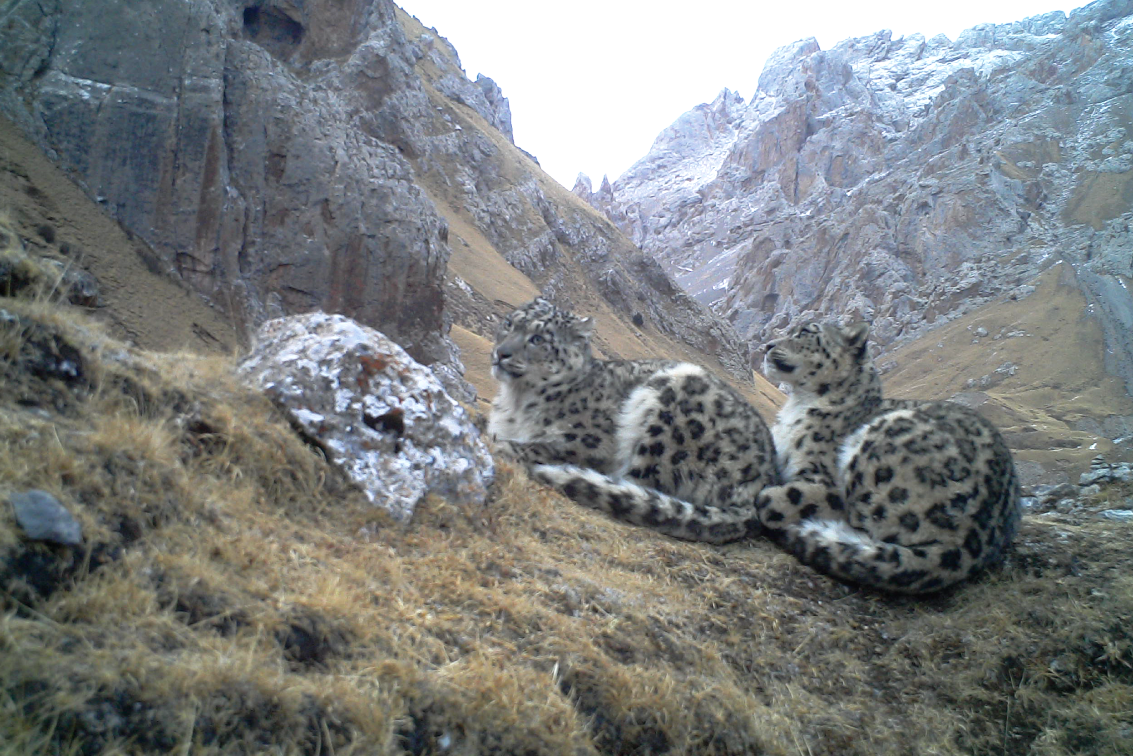 Snow leopard 1