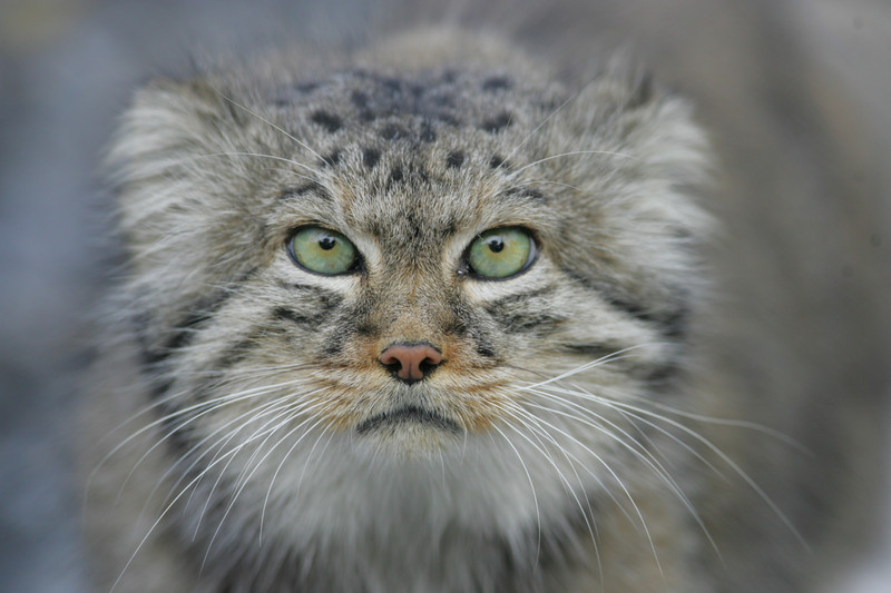 Pallas's cat