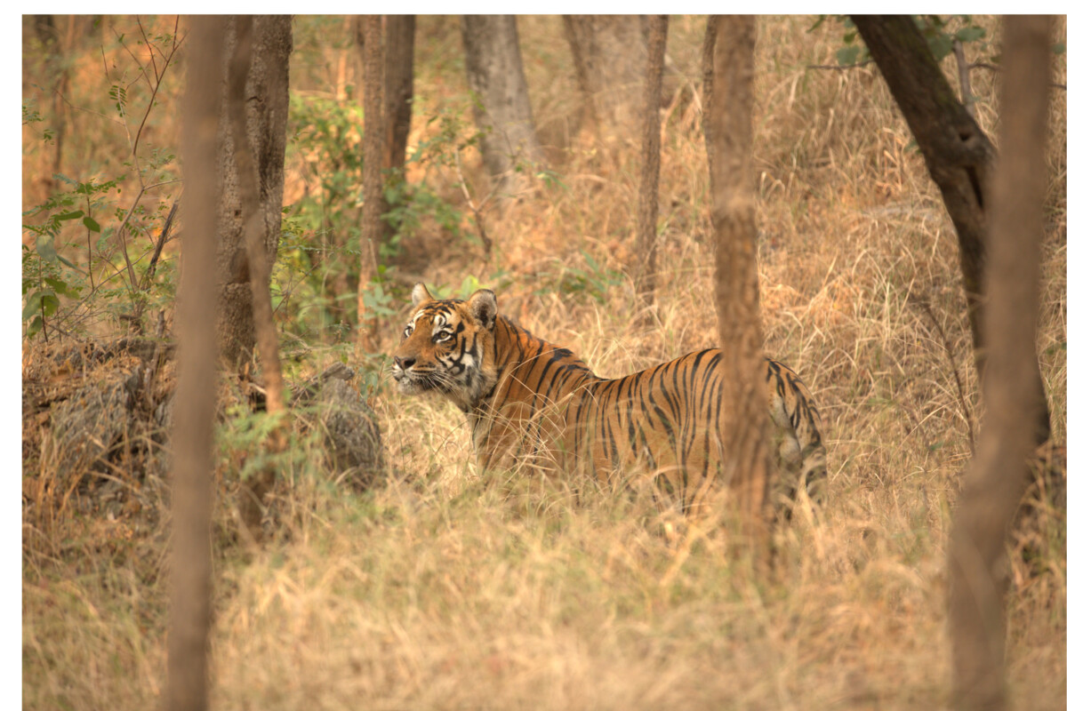 Tiger in a field