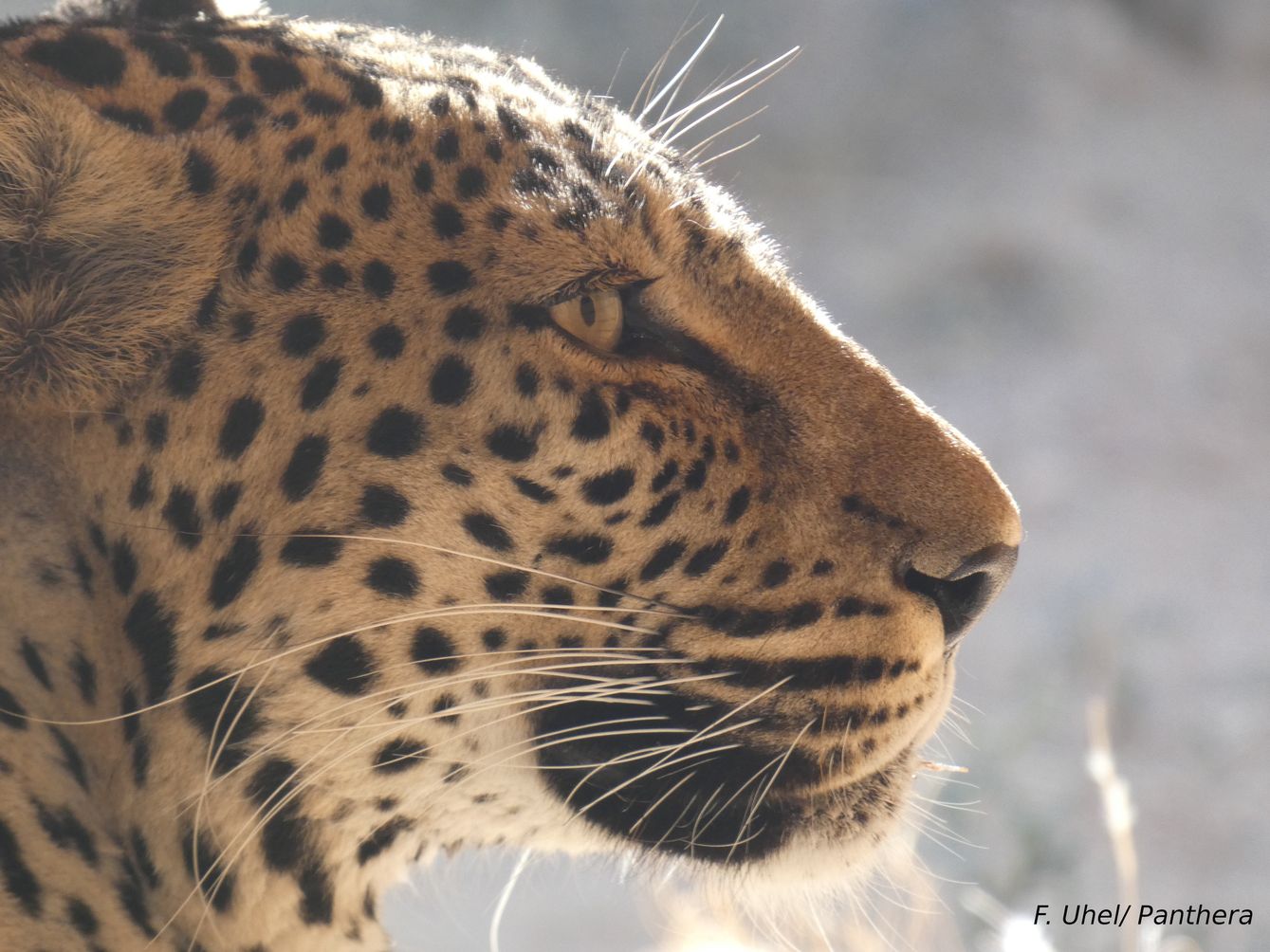 Arabian leopard