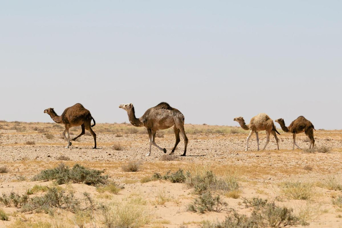 Herds of camels dot this arid, dry landscape. 