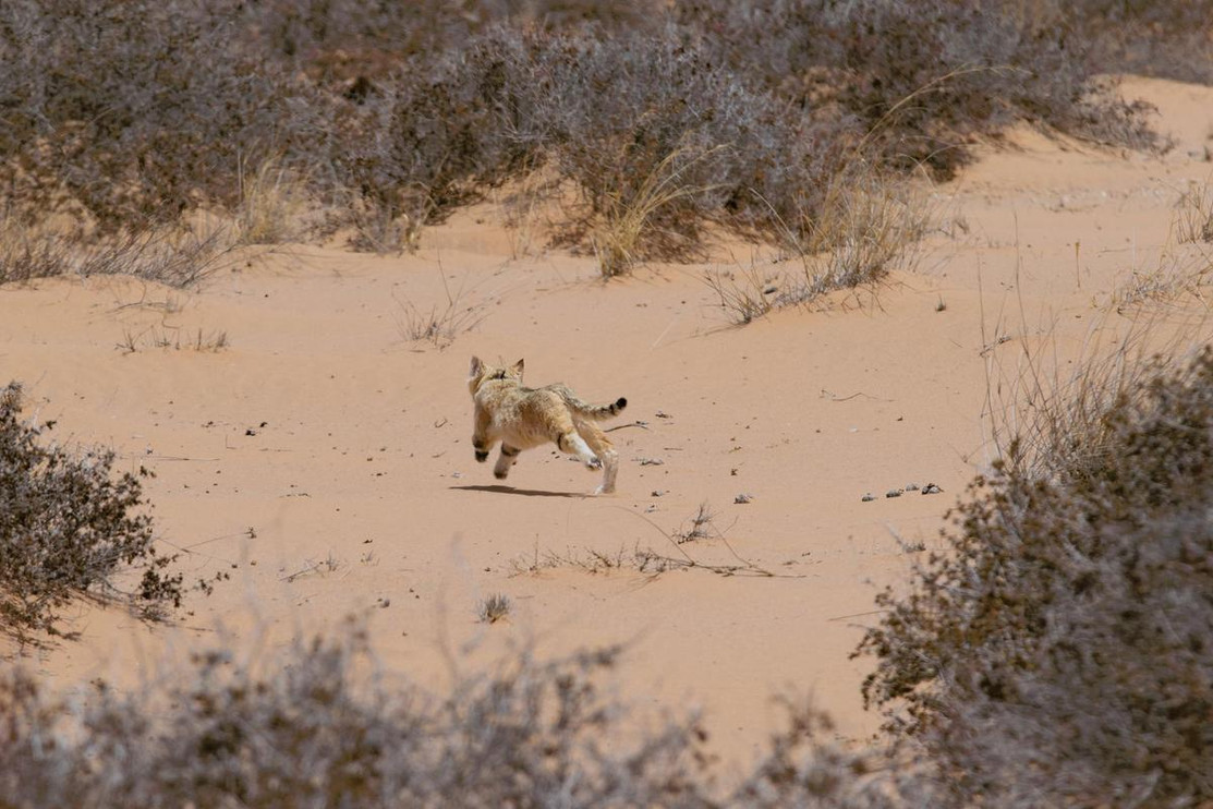 A sand cat journeys off to establish its range. 