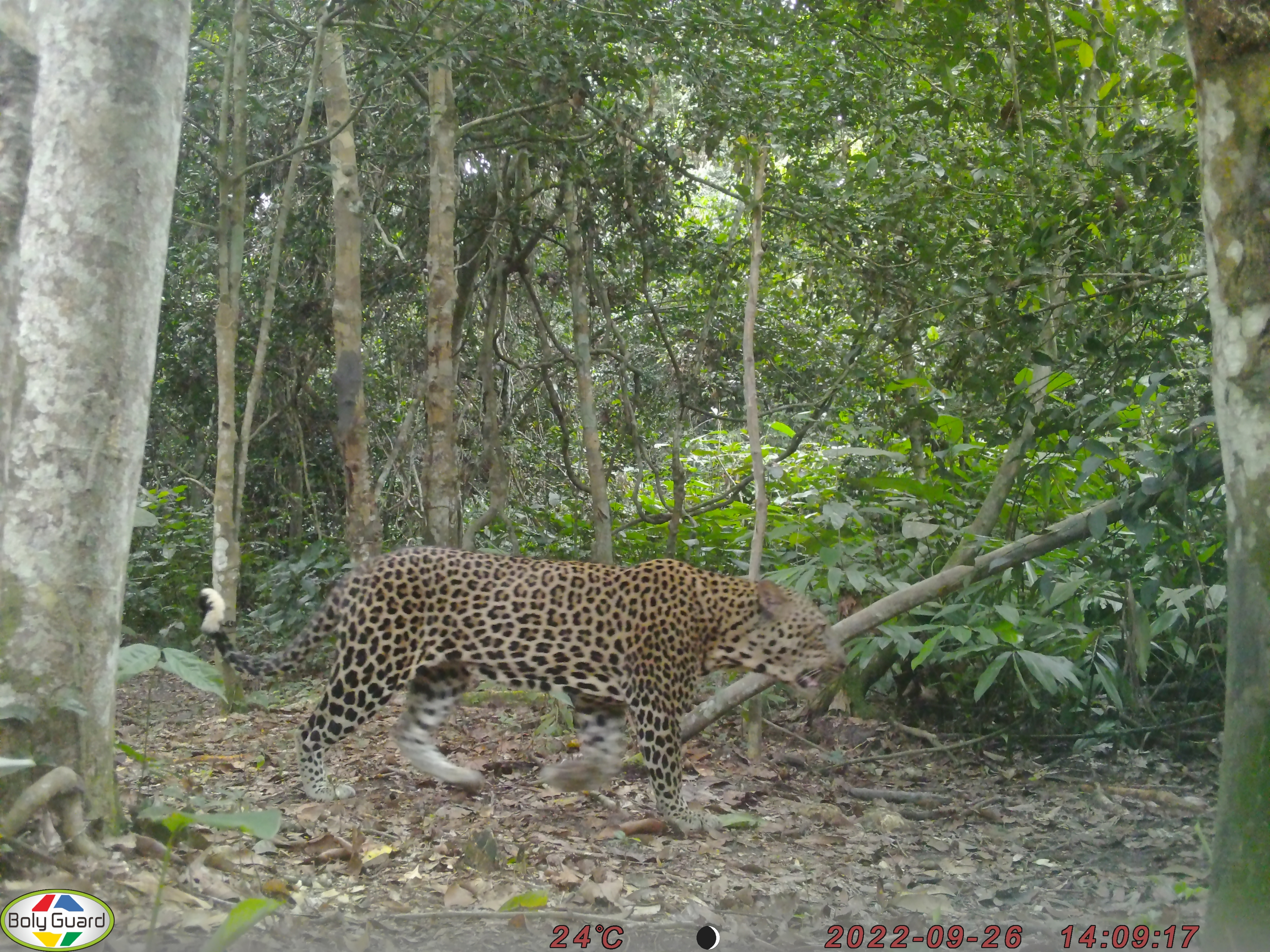 A male leopard captured by one of our camera traps.