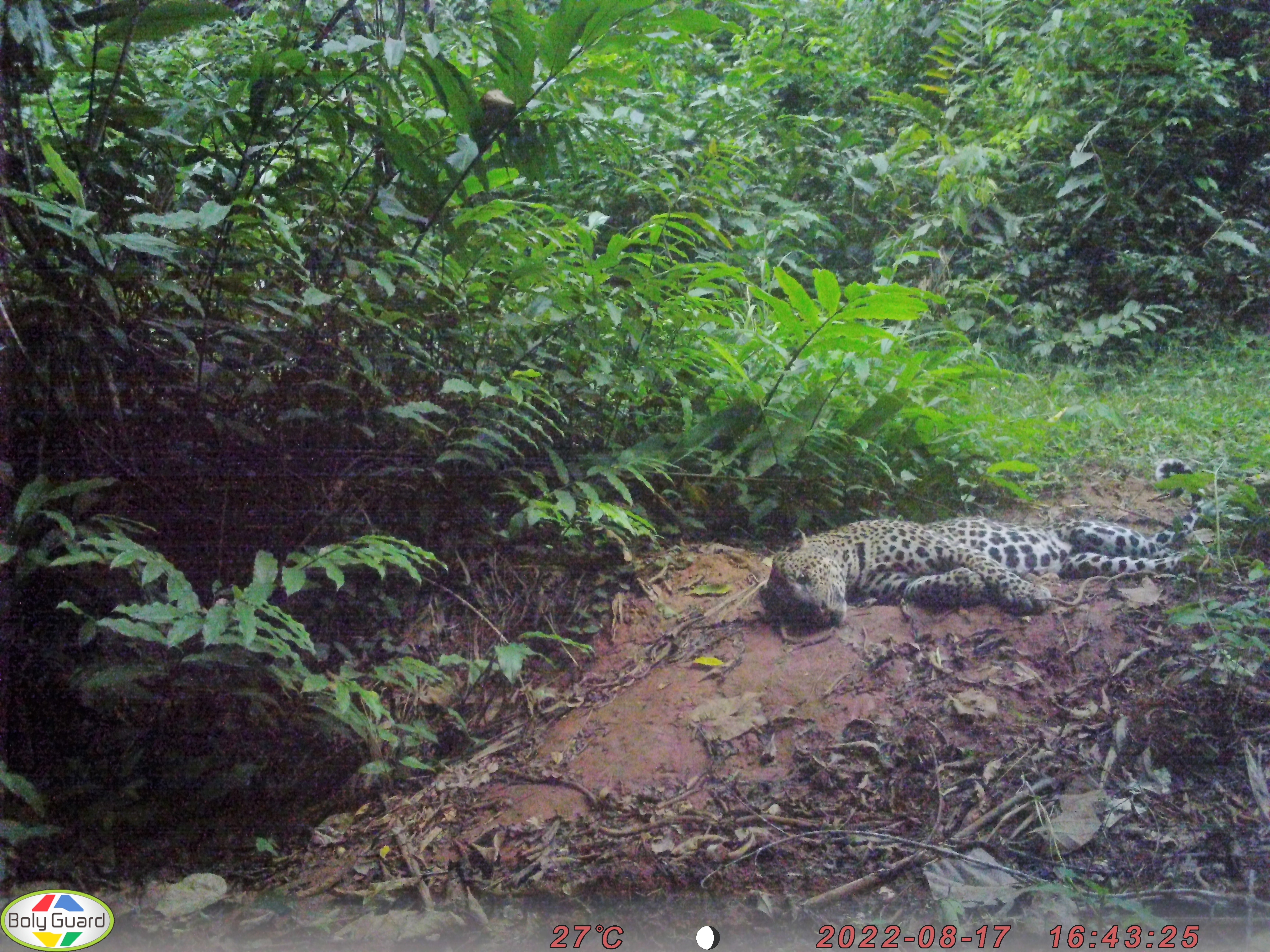A LEOPARD RESTING IN FRONT OF THE CAMERA TRAP