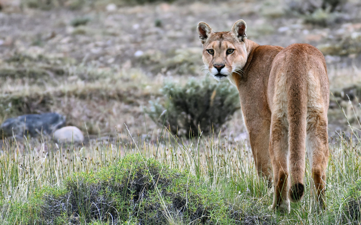 Postcard Laguna Amarga | Panthera