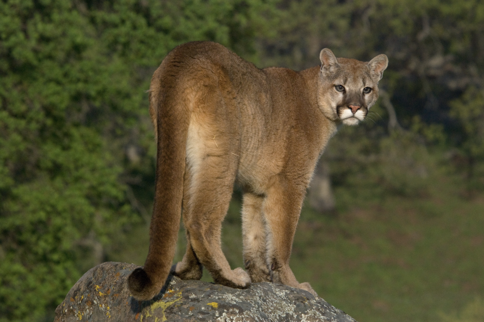 Puma on rock