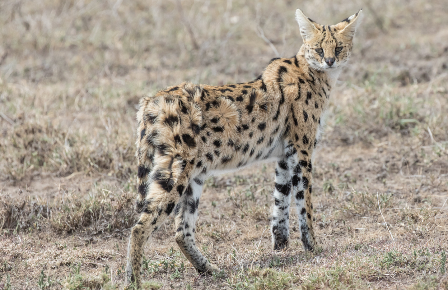 Serval 1