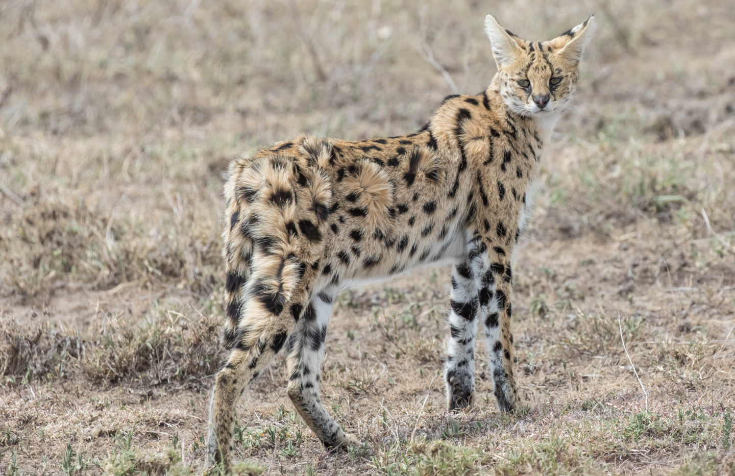 serval