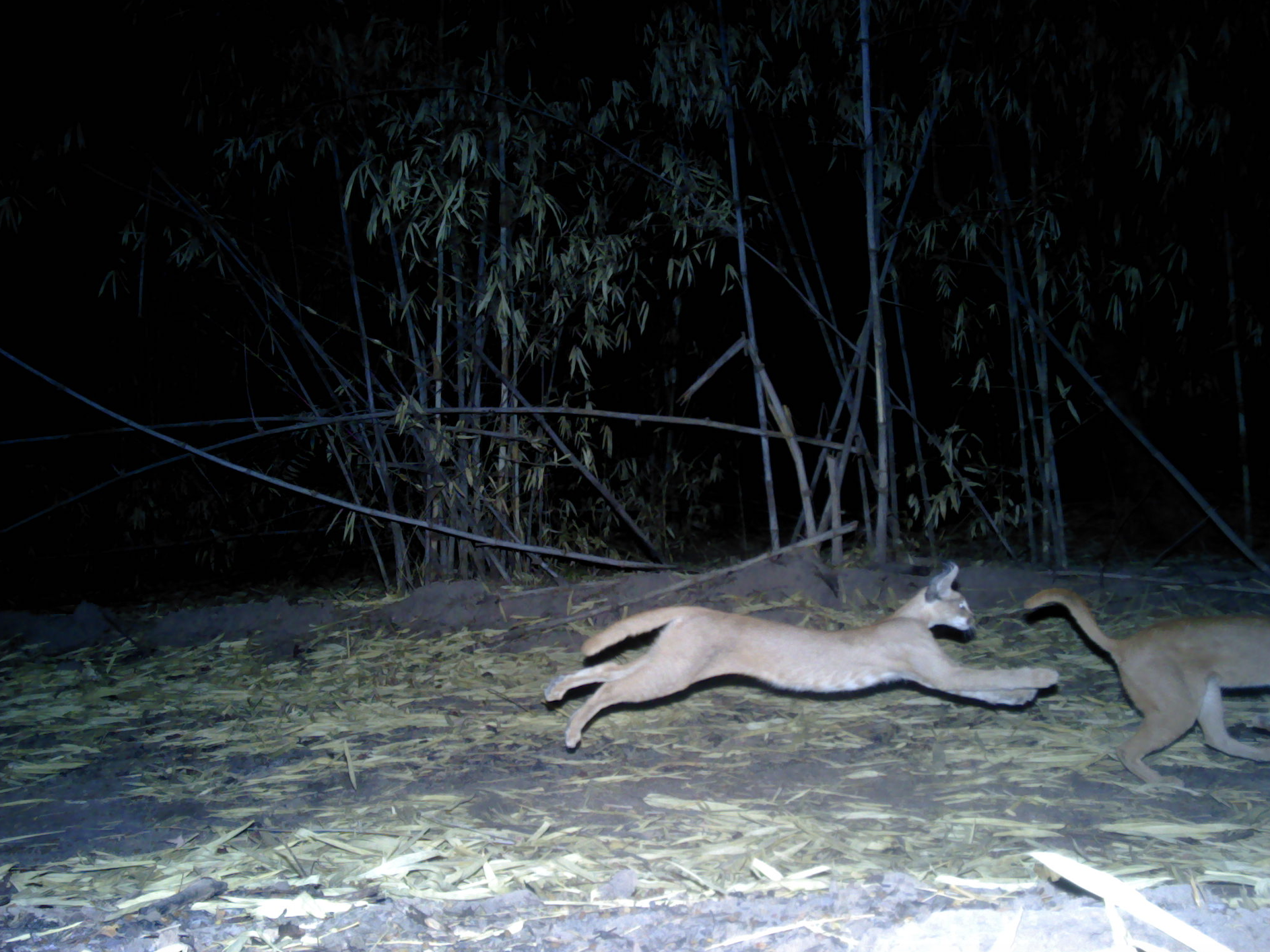 Caracals