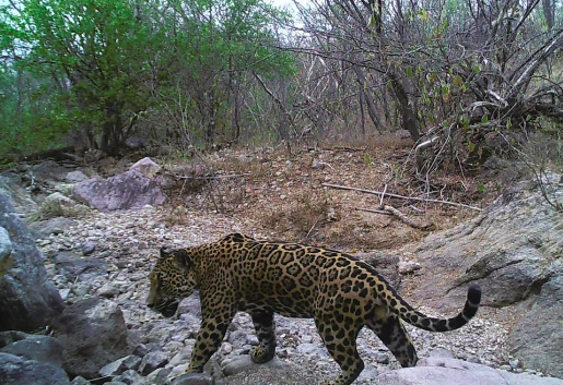 Jaguar in Mexico