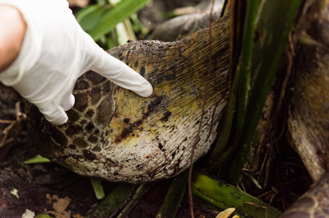 A Little Saliva Goes a Long Way | Panthera