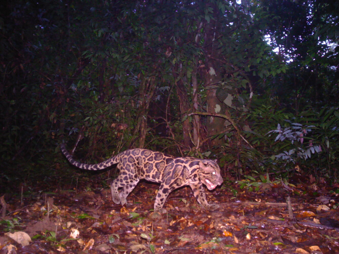 Sunda clouded leopard