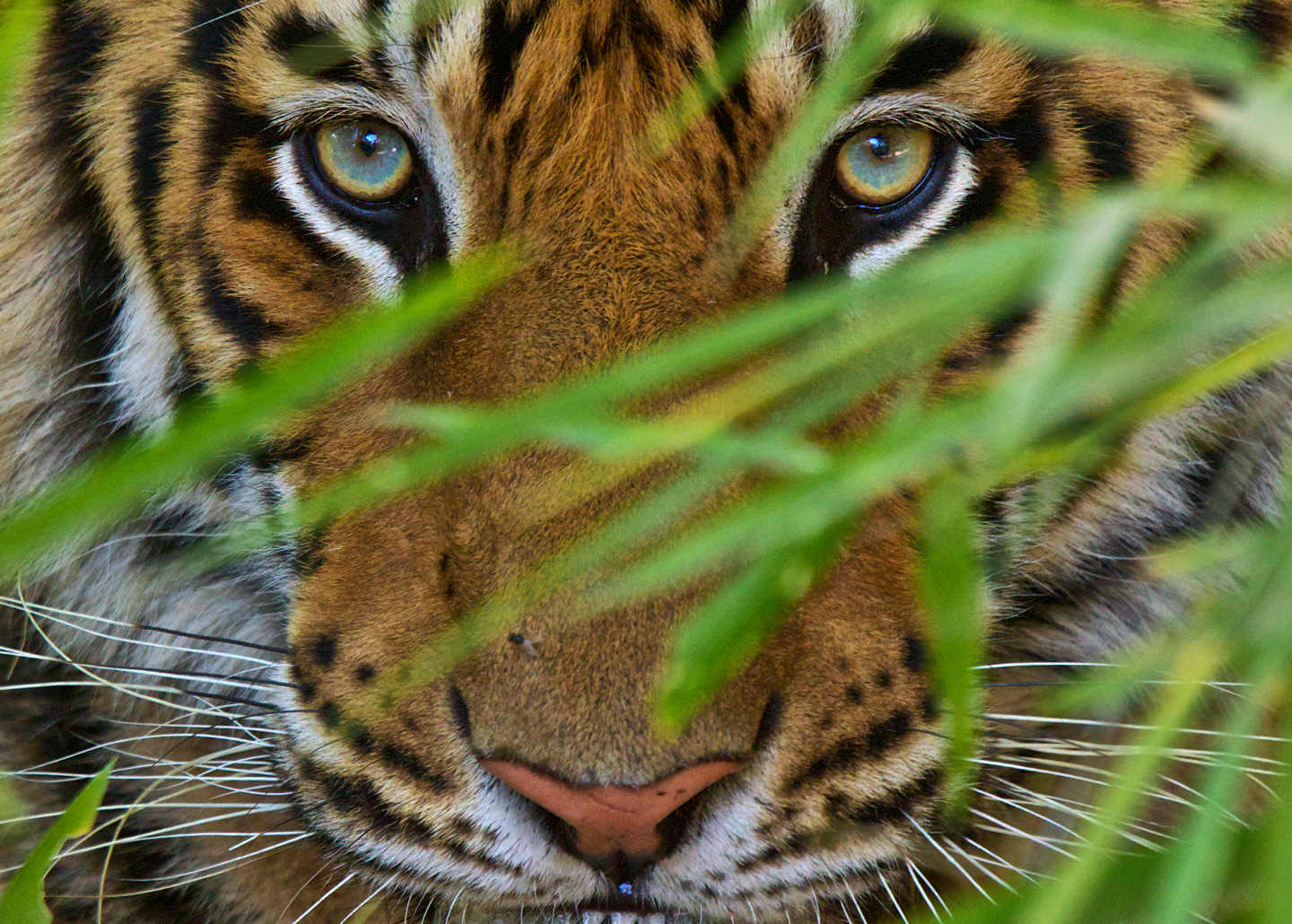 Tiger eyes hiding behind leaves