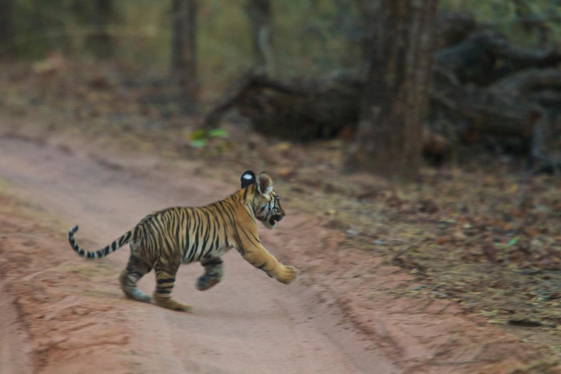 Tiger cub running