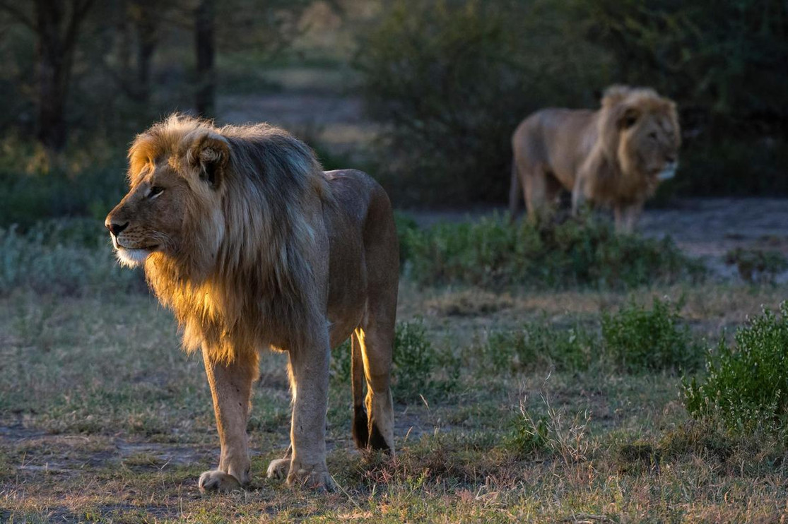 Male lions 3