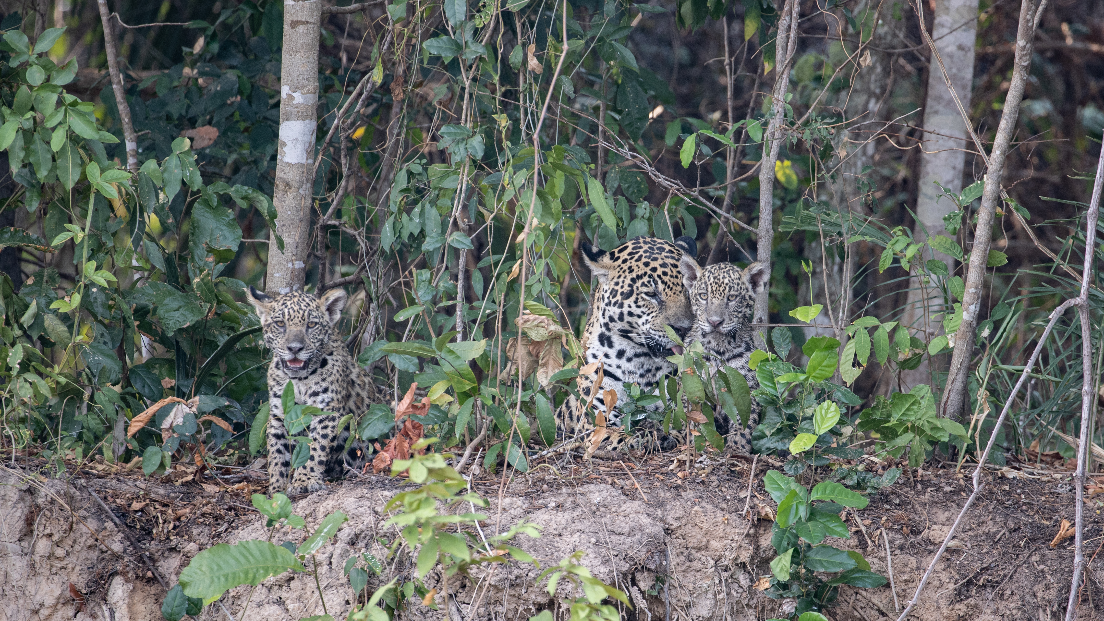 Jaguars