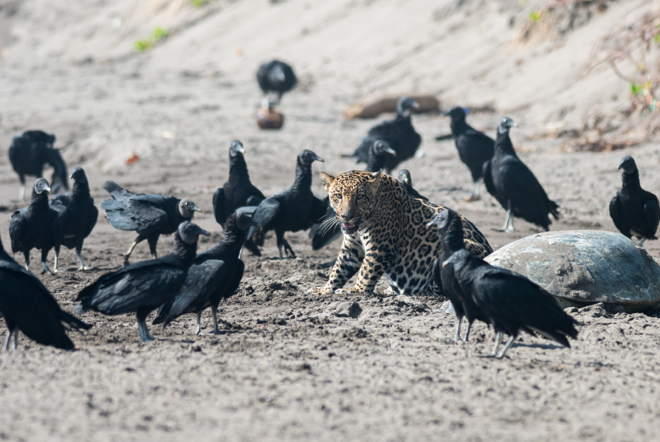 Jaguar among birds.