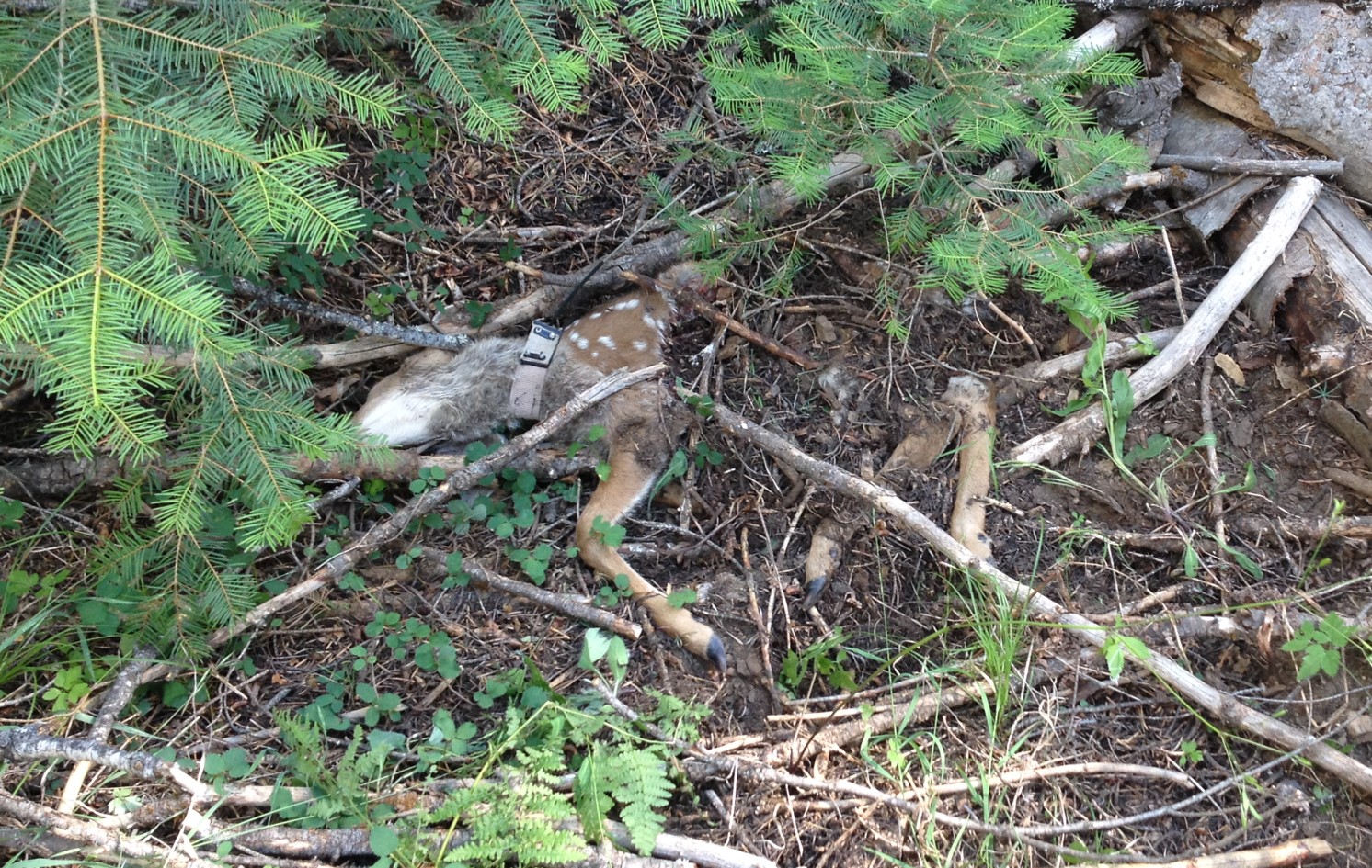 Fawn killed by bobcat