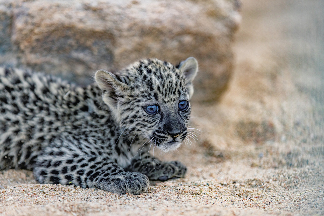 Tiny Arabian leopard cub