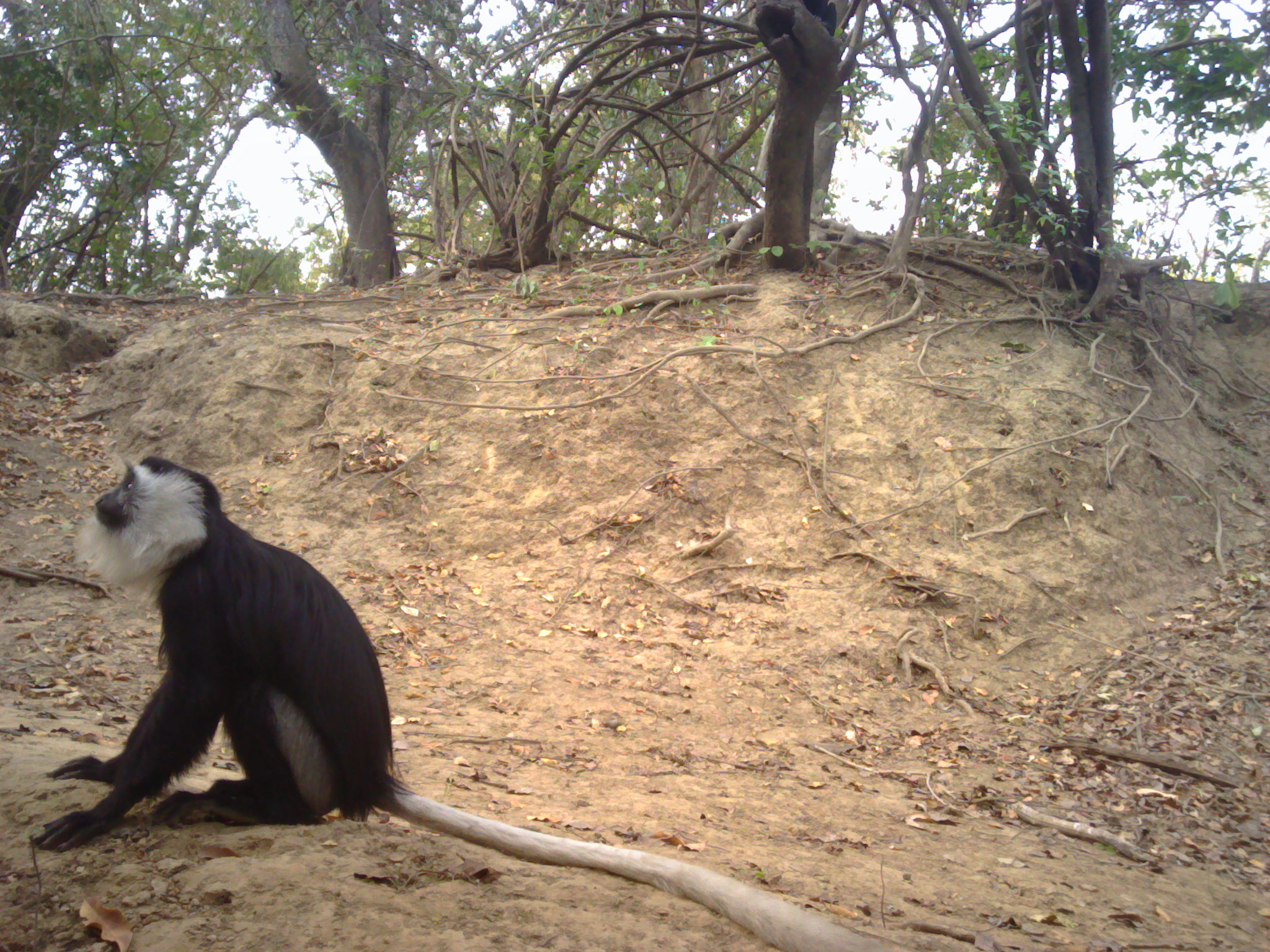 White colobus