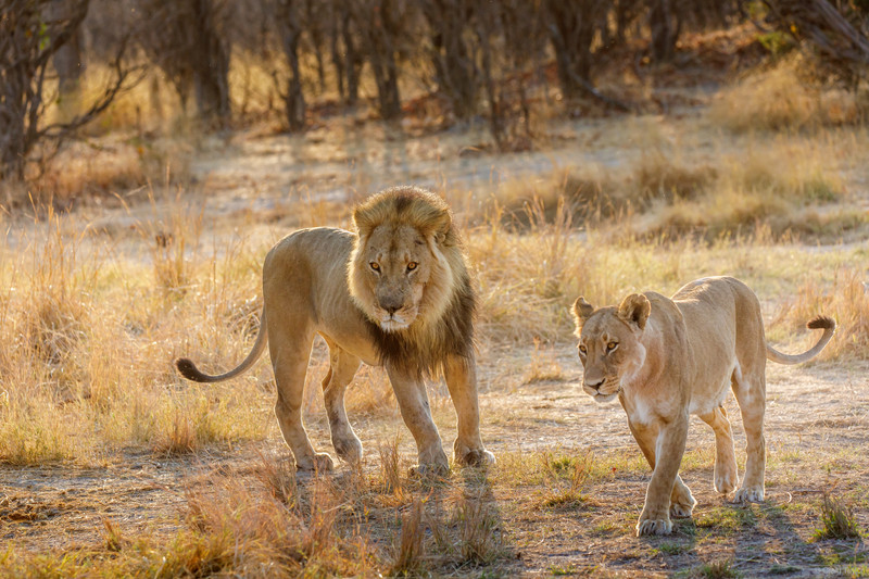 Male and female lion.
