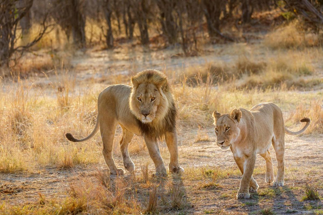 Lion male and female