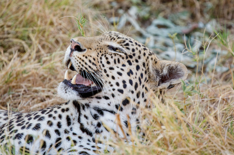 Tired leopard.