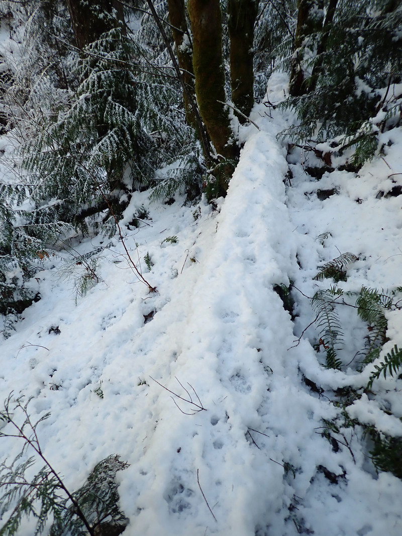 Snowy tree