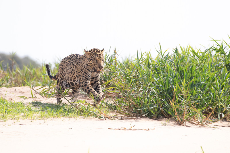 Jaguar on shore.