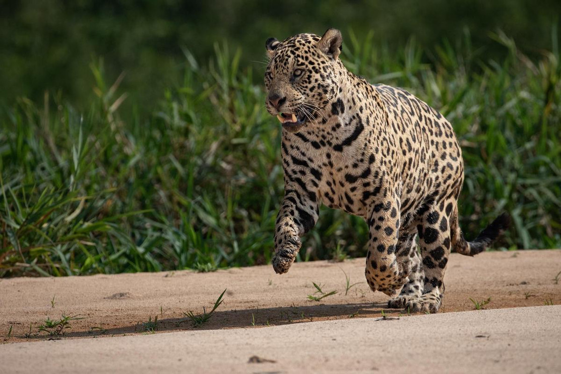 Pantanal jaguar