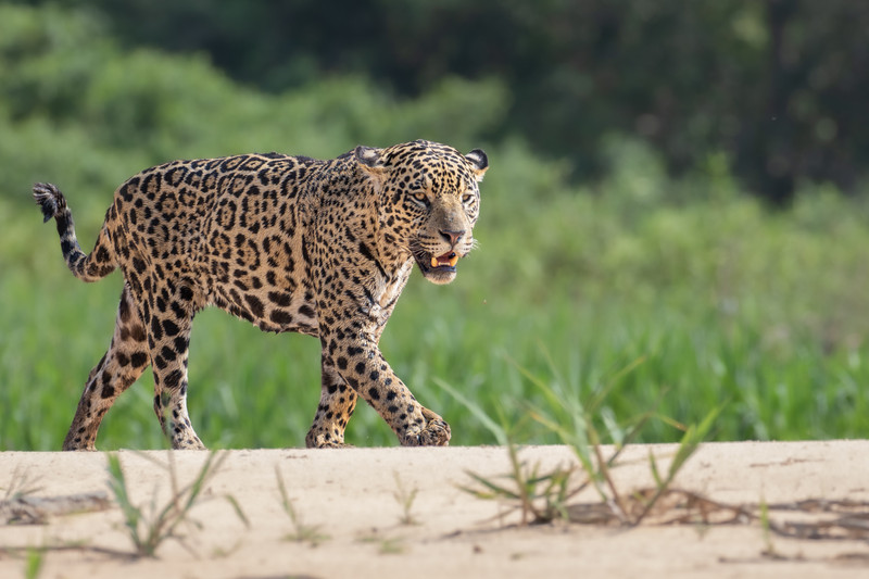 jaguar attacking prey