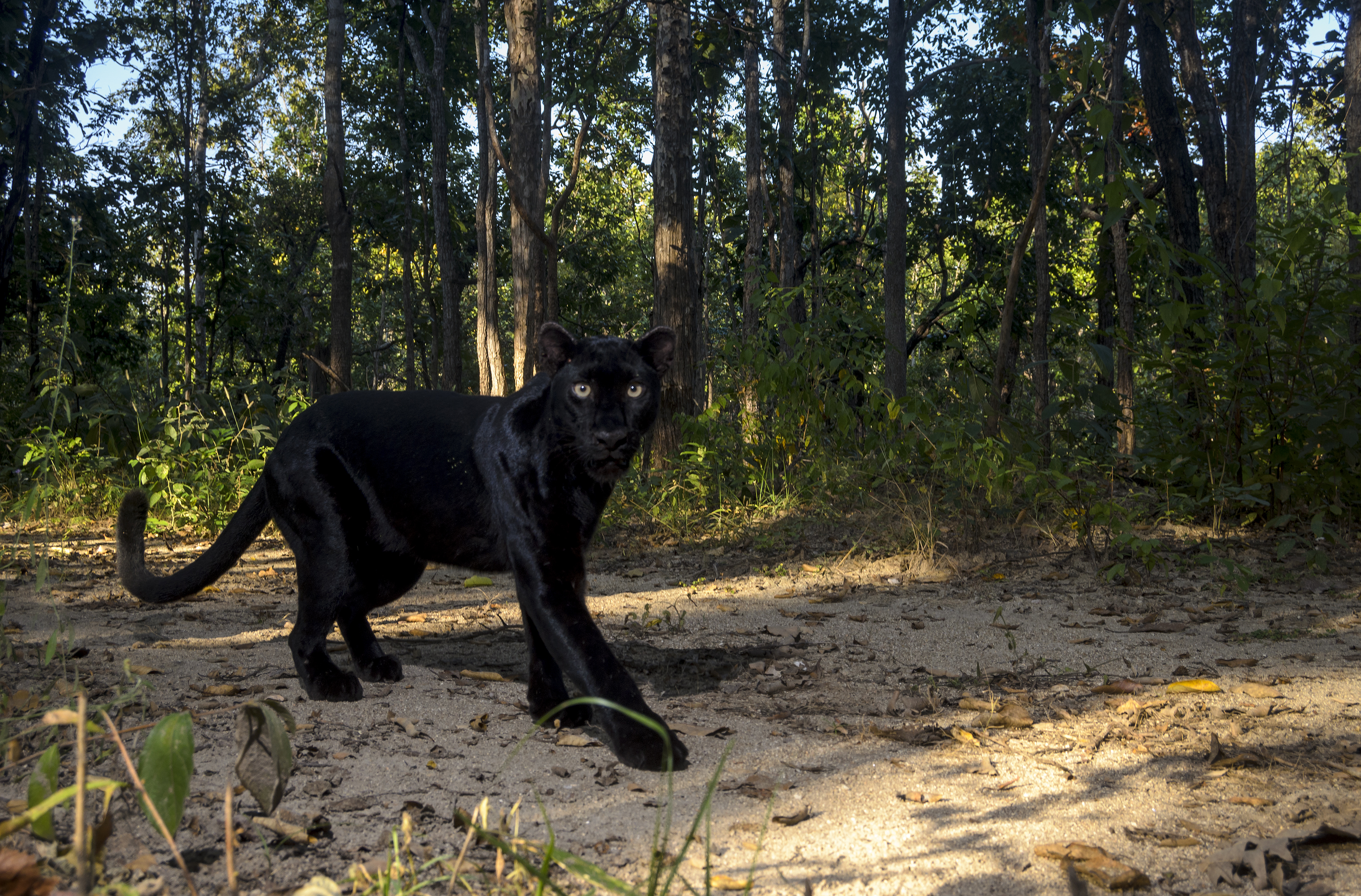 Melanistic leopard walking