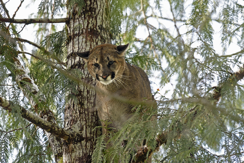 Puma in tree