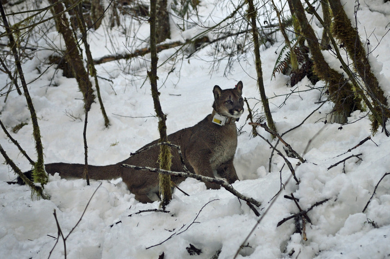 Puma in snow