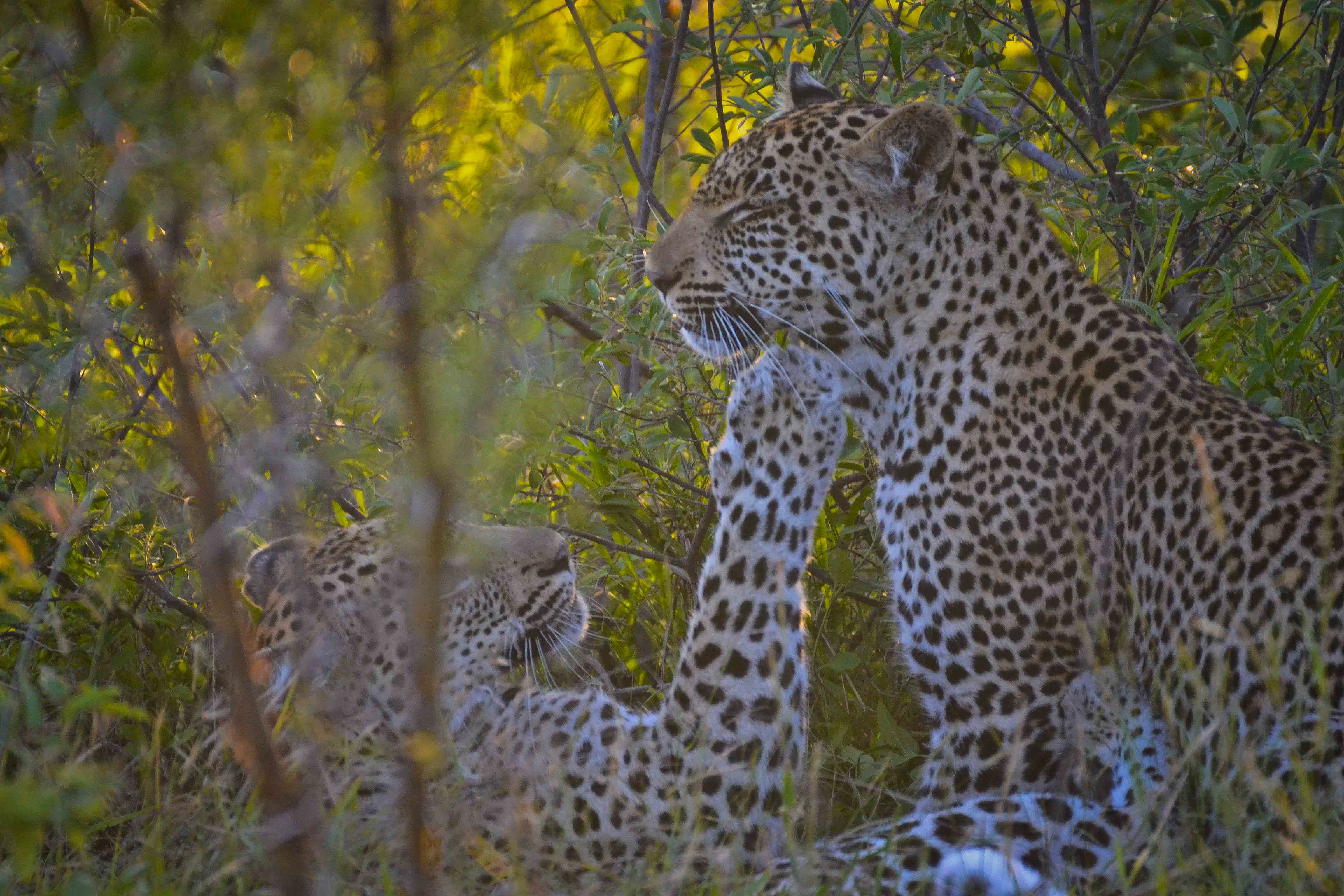 Leopard cub and mom 1