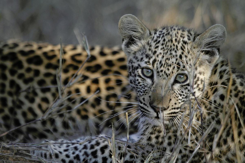 arabian leopard