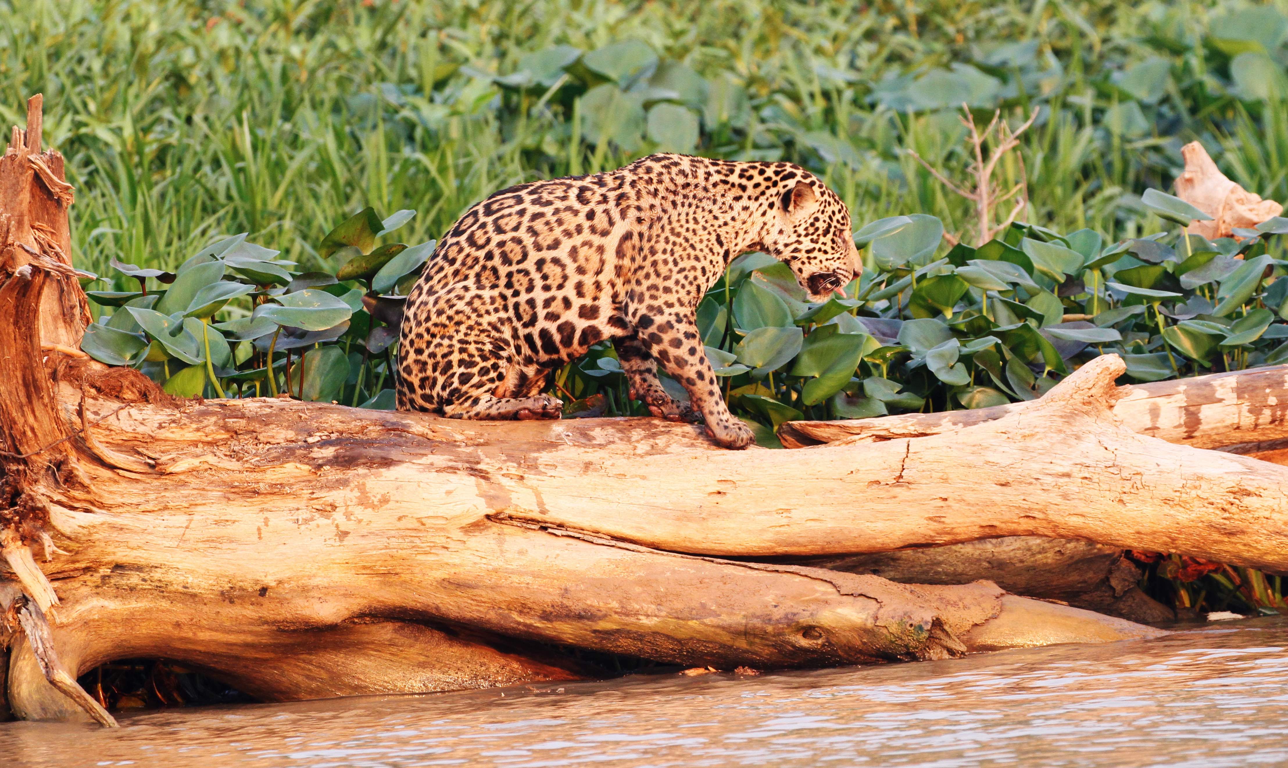 Jaguar on log