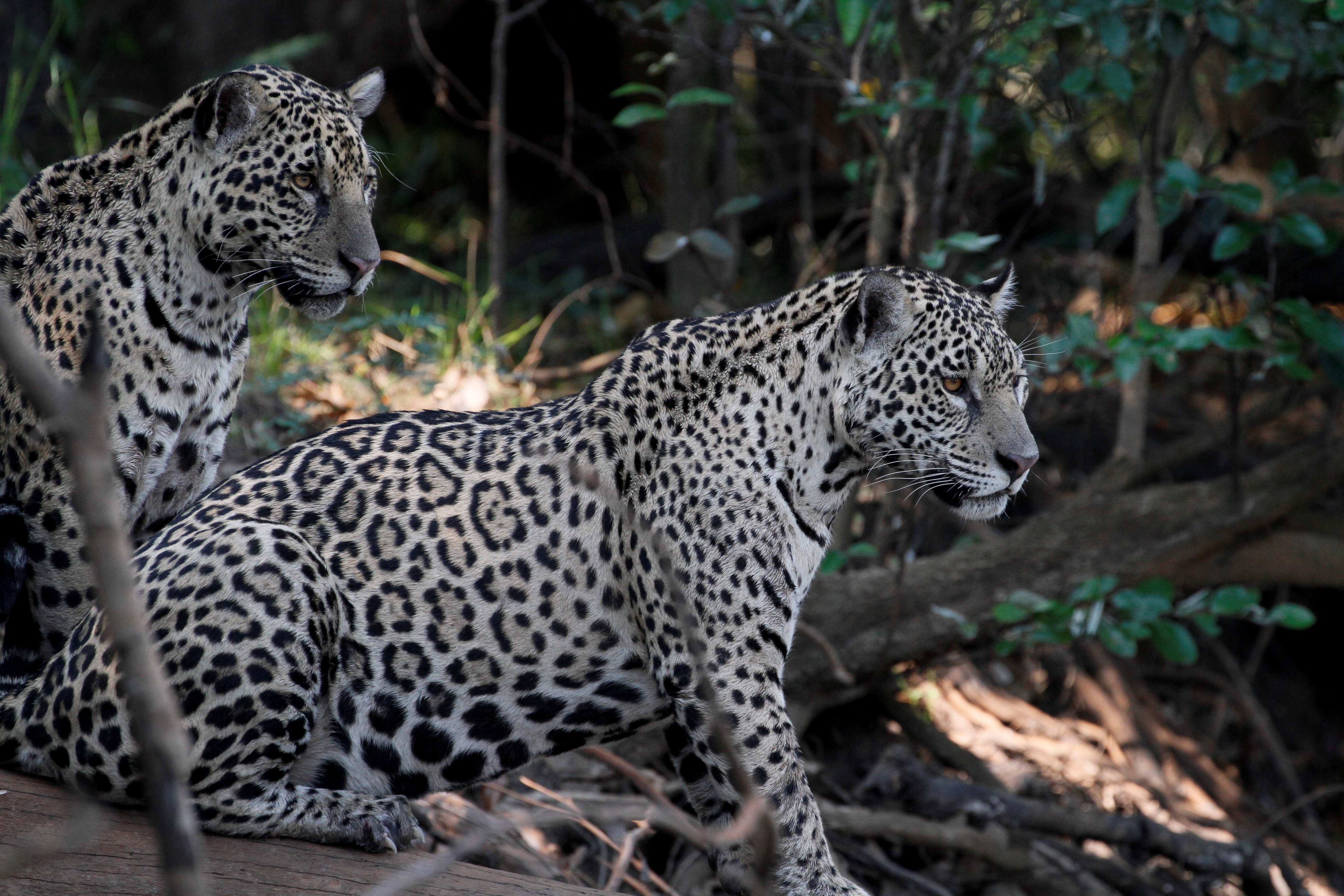 Jaguars looking