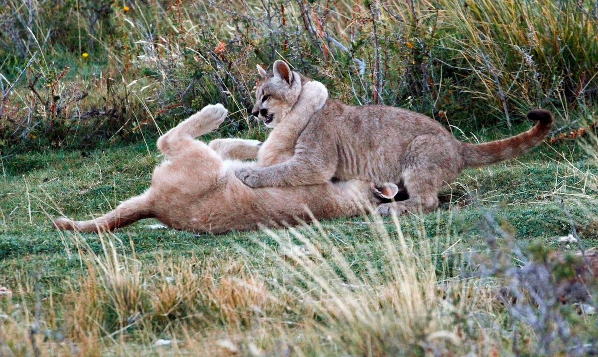 Puma kittens play