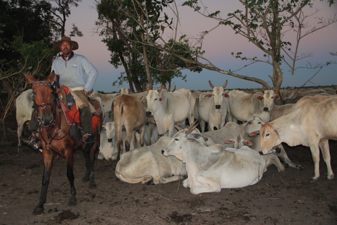 Cattle ranch in Brazilian Pantanal