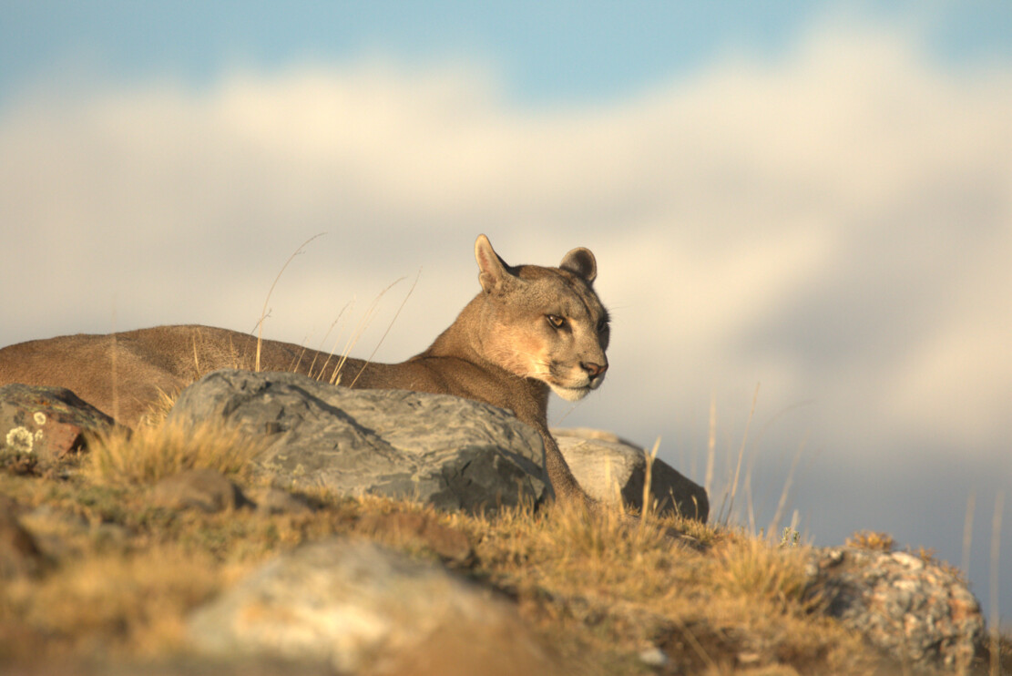Puma in Chile