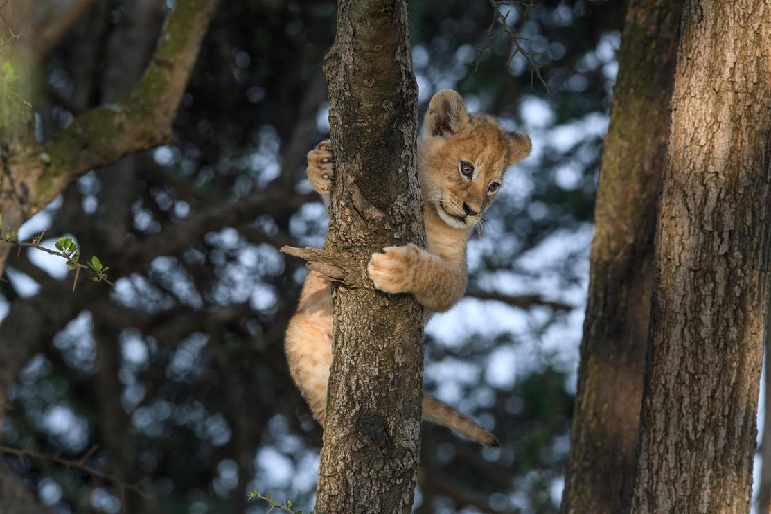 Lion cub tree